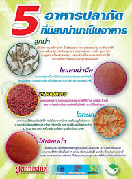 อาหารปลาก ด ล กน ำ ไรแดงน ำจ ด หนอนแดง ไรทะเล ไส เด อนน ำ ปลาก ดหม อ ปลาก ดจ น ปลาก ดเก ง ปลาก ด อาหารปลา อาหารปลาก ด เล ยงปลาก ด ปลาก ดเก ง อาหารปลาก ด ปลาก ด