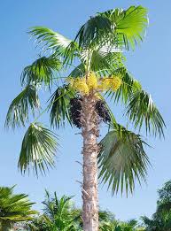 Image result for Coccothrinax