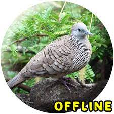 Wallpaper engine enables you to use live wallpapers on your windows desktop. Updated Suara Burung Tekukur Mp3 Apk Download For Pc Android 2021