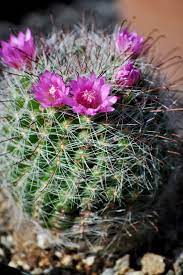 Later the difference between the saguaro and the cardon. 10 Rarest Succulents In The World Rarest Org