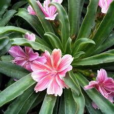 Image result for Leiothylax drummondii