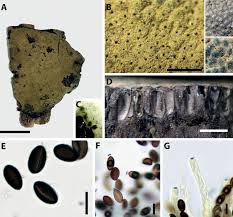 Image result for Hypoxylon multiforme