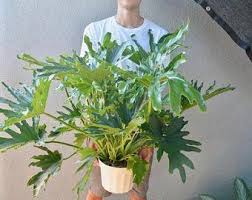 Maceteros Para Interior Etsy Es Filodendro Plantas Frescas Macetero