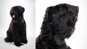 Black Russian Terrier Dog Breed Selector Animal Planet