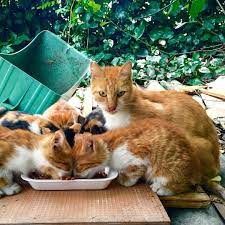 Cats In Turkey Seem To Have A Good Life As People Leave Food Everywhere For Them Especially Around Mosques And Other Monuments T Street Dogs Life Is Good Cats