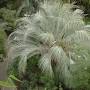 Butia capitata from www.junglemusic.net