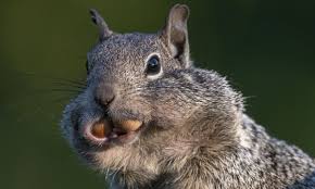Image result for squirrel