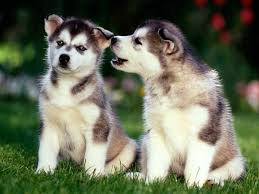 Hottest pictures dogs and puppies husky style perform you cherish your canine? 44 Husky Puppy Wallpaper On Wallpapersafari