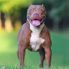 Please message if you are interested and i will send the contract for her. Pitbulls For Sale Alaska