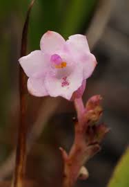 Image result for Polystachya dendrobiiflora