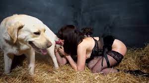 Two dogs porn