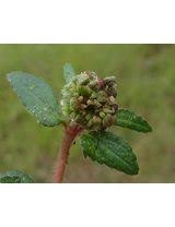 Image result for Euphorbia ophthalmica