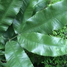 Image result for Pteris similis