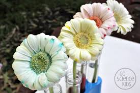 Why do you need a color for cut flowers, you needed dyes or chemicals, neither of which color the flower fully and completely. Colour Changing Flowers Experiment Go Science Kids