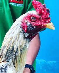 Jul 13, 2019 · ayam pama ninja ini merupakan ayam hybrid dari jenis birma atau phama, yaitu hasil crossbreed ayam jantan jenis magon dengan betina import dari negara myanmar. 85 Gambar Ayam Ninja Gambar Pixabay