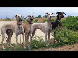 Complete Colour Types Of Kanni Chippiparai Dogs Youtube You can download or direct link all dogs clip art and animations on. complete colour types of kanni chippiparai dogs