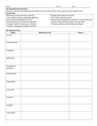 Cell Organelle Chart Answer Key Bedowntowndaytona Com