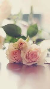 Image Result For Cool Iphone Background Beautiful Roses Love Flowers Beautiful Flowers