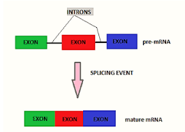 Making you remember a particular person, event, or thing: The Process Of Splicing In Eukaryotes A Is Reminiscent Class 11 Biology Cbse