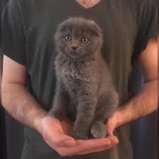 2 Aylik Blue Scottish Fold Erkek Yavrular Cat Boys Evcil Hayvanlar ÙÙØ³Ø¨ÙÙ