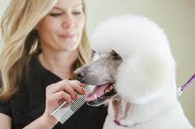 38 silver lake), and surrounding areas including billerica, lowell, woburn, andover, north andover, reading and north reading mass. Royal Pet Beauty Shop