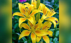 These jumbo bulbs will produce beautiful blooms which can sometimes reach 8 across. 10 Different Types Of The Lily Plant
