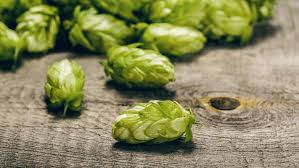 To make a short, quick trip, especially in an airplane: Are The Hops In Beer Good For You