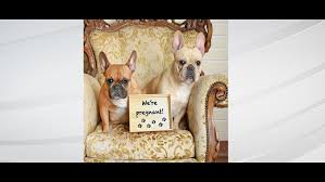 Are french bulldogs good family dogs? Texas Photographer Captures Maternity Session For French Bulldogs Wthr Com