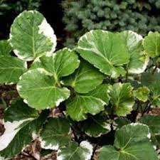 Check spelling or type a new query. Dinner Plate Aralia Plant Nature Rabbit