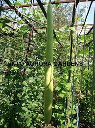 The best spot to plant your cucuzza seeds will be in a full sun location that receives a bit of light afternoon shade, and they do well in hot, humid conditions. 20 Italian Cucuzzi Edible Gourd Seeds Cucuzza Squash Nongmo Heirloom You Can Find Out More Details At The Link Of The Image Squash Seeds Seeds Edible