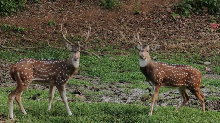 177 more spotted deer sighted this year in Mumbai's Sanjay Gandhi National Park | Mumbai news