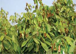 Diseases of Litchi and their management | Agriculture