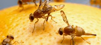 Check spelling or type a new query. Can Fleas Fly How To Handle An Infestation Abc Blog