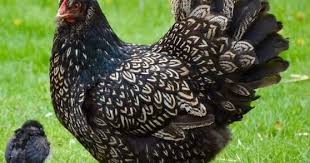 Check spelling or type a new query. Kasih Maklumat Fakta Mengenai Ayam