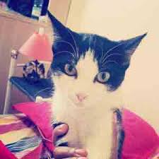 Comment choisir le bon prénom pour un chat femelle? Nom De Chat Femelle Ou Prenom Pour Chat Femelle Trouver La Bonne Idee