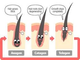 ipl chart showing the 3 stages of hair growth pattern in