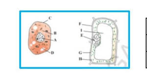 List Out The Differences Between A Plant Cell And Animal Cell Based On The Above Imageplease Answer Brainly In