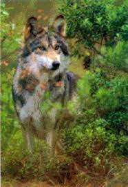 Wolves Of The World Texas Gray Wolf Canis Lupus Monstrablis Animals Grey Wolf Wild Dogs