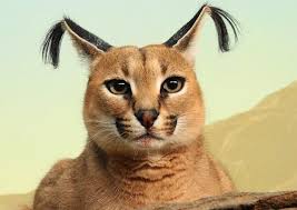 Although not genetically related to true lynxes this cat is often called a lynx due to their similar ear tufts. Steppe Lynx Karakal