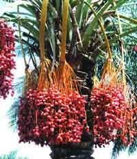 Image result for ‫خواص خرما‬‎