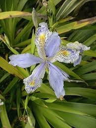 鳶尾 台灣鳶尾 plants flowers