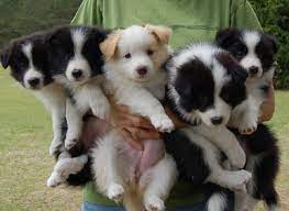 Stellaxepic Collie Puppies Collie Dog Dog Breeds