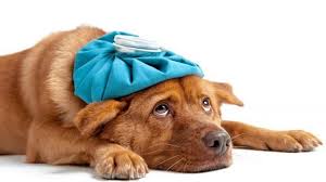 A chronic cough that gets worse can be an early symptom of lung cancer.if your cough is bothersome and has been hanging on, it's a good idea to speak with a doctor. Why Is My Dog Coughing Barking Royalty