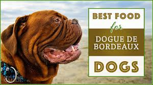 10 best healthiest dog food for dogue de bordeaux in 2019