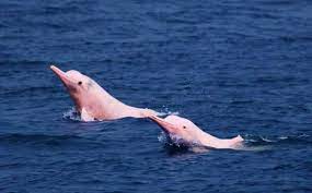 Finally, there are some species that travel the high seas far from land. Hong Kong Dolphin Watch Www Hkdolphinwatch Com Email Booking Hkdolphinwatch Com Or Call 2984 1414 Pink Dolphin Dolphins Pink River Dolphin