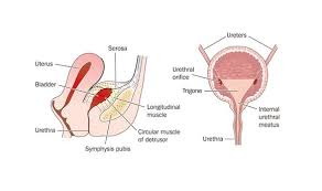 What Is Interstitial Cystitis Interstitial Cystitis Today Bladder Interstitial Cystitis Bladder Prolapse