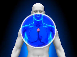 Image result for Thymus