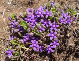 Image result for Raphionacme hirsuta