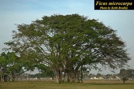 Image result for Fuirena microcarpa