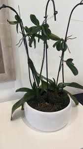 Image result for Tridactyle tricuspis